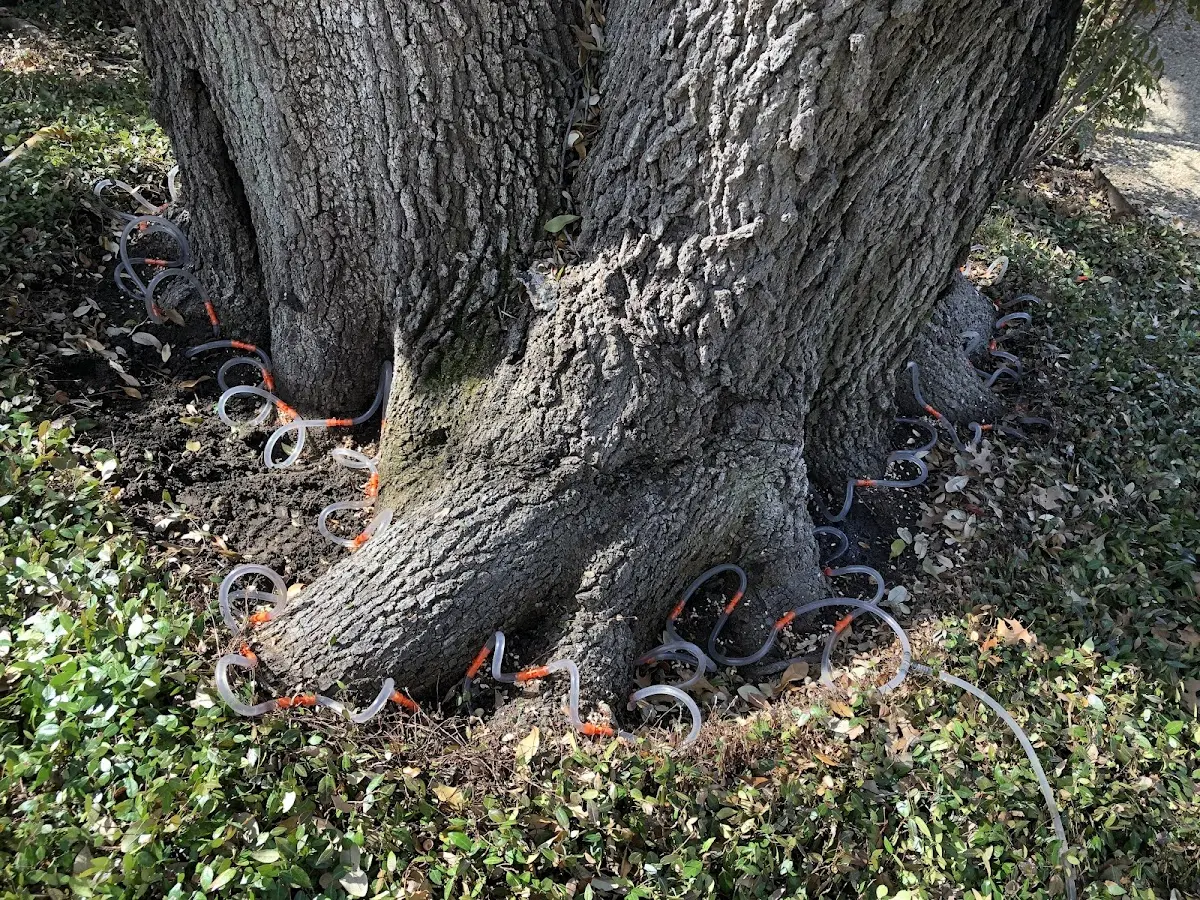 Detailed Tree Cabling and Bracing job site in Helix