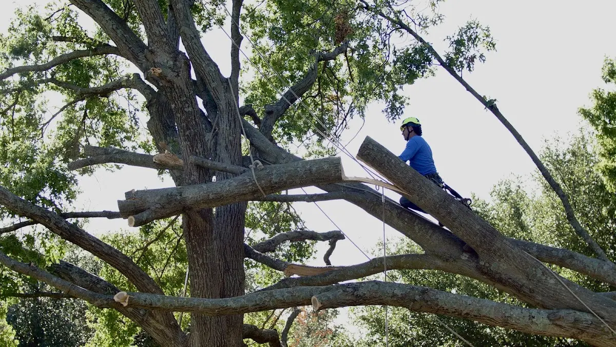 Professional Crown Thinning performed by certified arborists in Helix